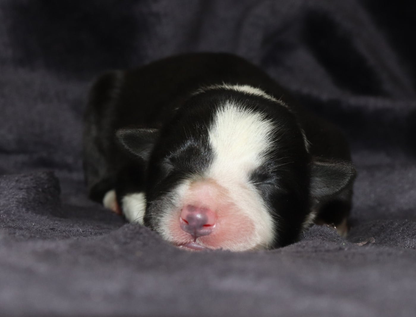 Border Collie - Des Truffes Colorées