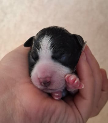 CHIOT 2 - Border Collie