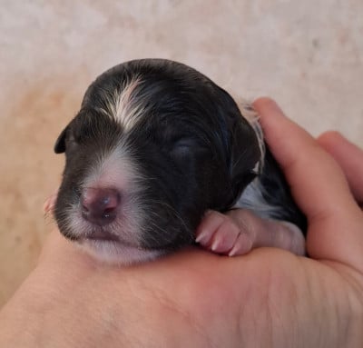 CHIOT 5 - Border Collie