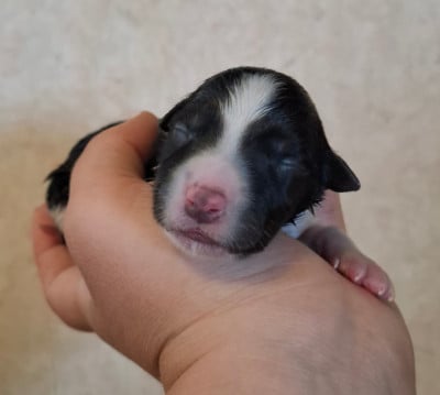 CHIOT 3 - Border Collie