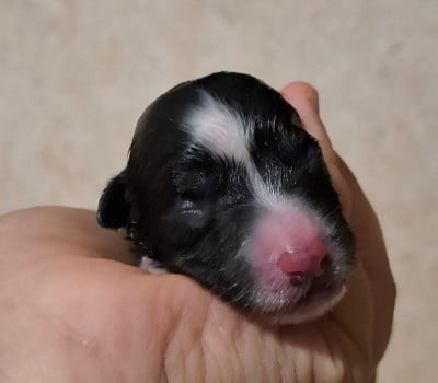 CHIOT 6 - Border Collie