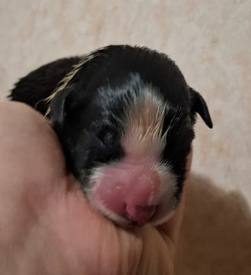 CHIOT 7 - Border Collie