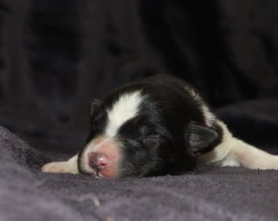 Les chiots de Border Collie