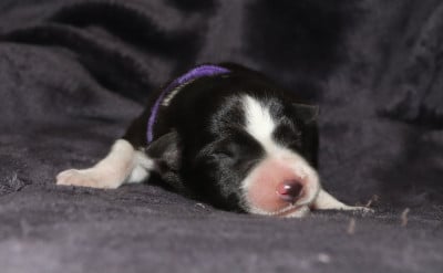 Les chiots de Border Collie