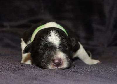 Les chiots de Border Collie