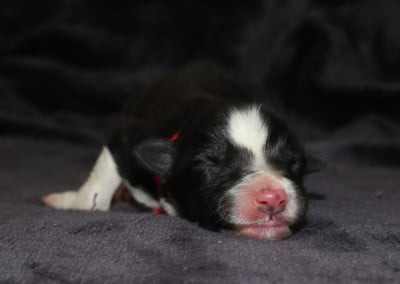 Les chiots de Border Collie