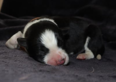 Les chiots de Border Collie