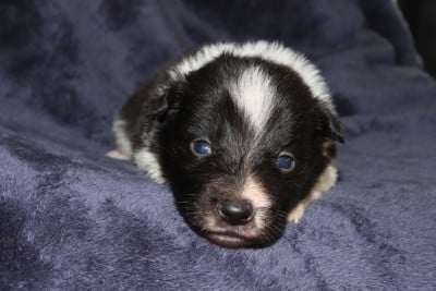 Les chiots de Border Collie