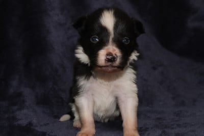 Les chiots de Border Collie