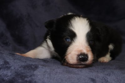 Les chiots de Border Collie