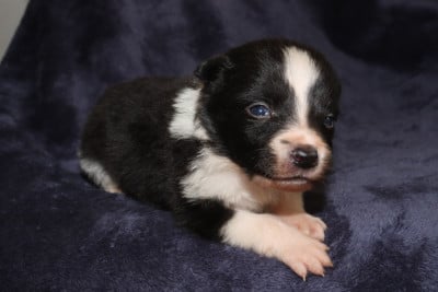 Les chiots de Border Collie