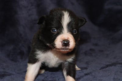 Les chiots de Border Collie