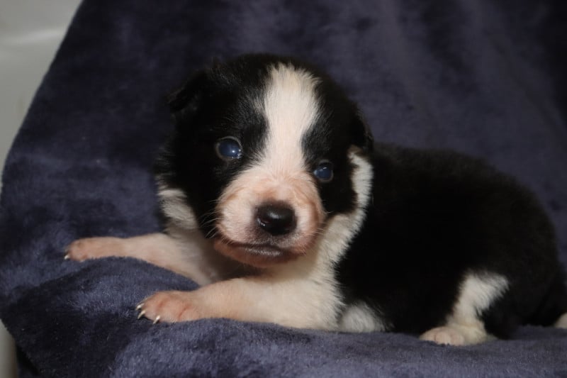 Border Collie - Des Truffes Colorées
