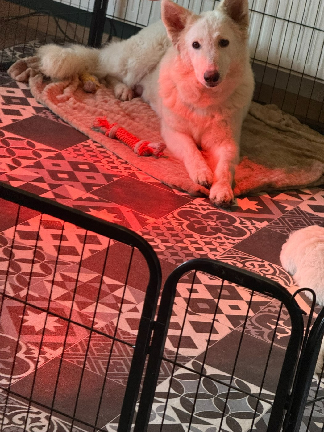 Raven du plateau ardennais