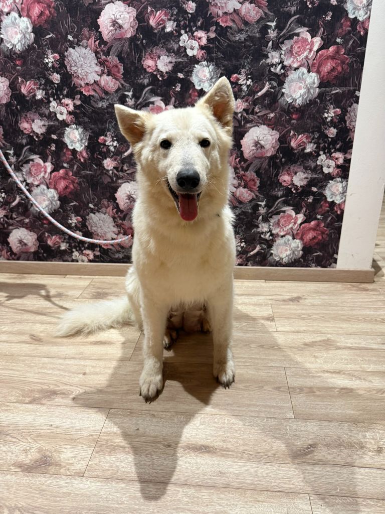 Raven du plateau ardennais