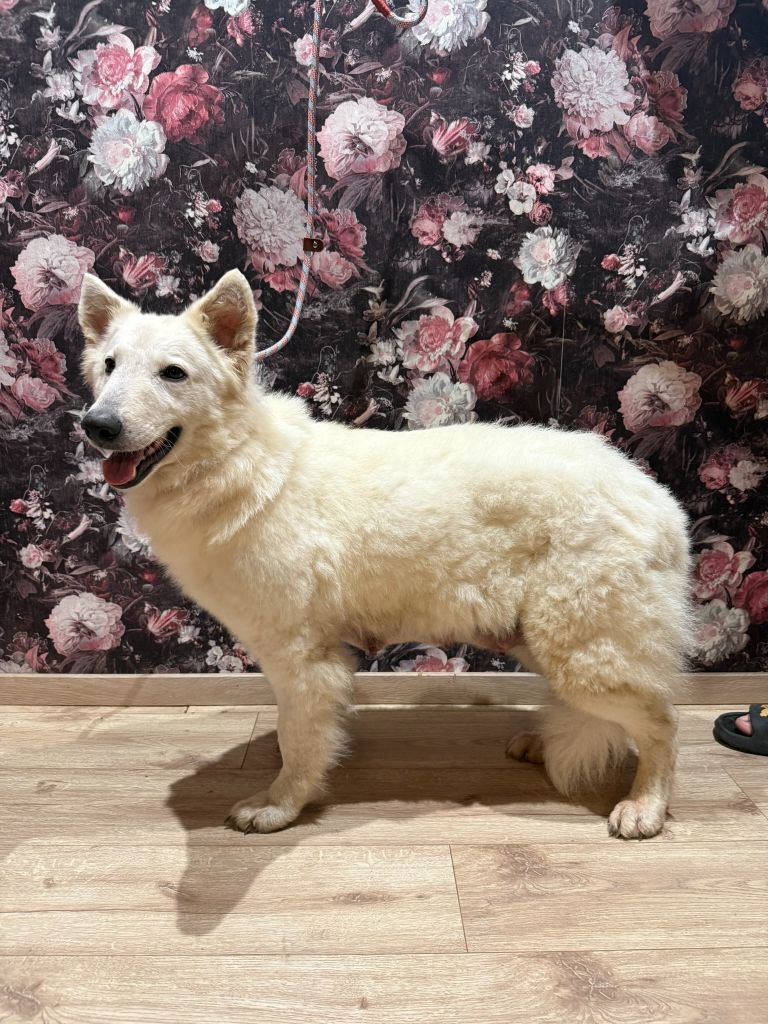 Raven du plateau ardennais