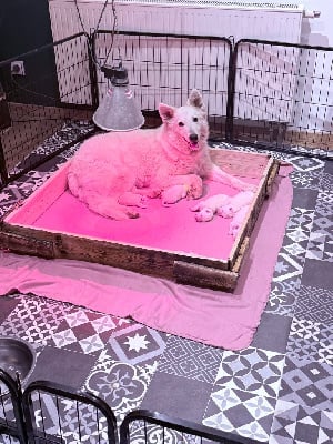 De La Légende Des Deux Loups