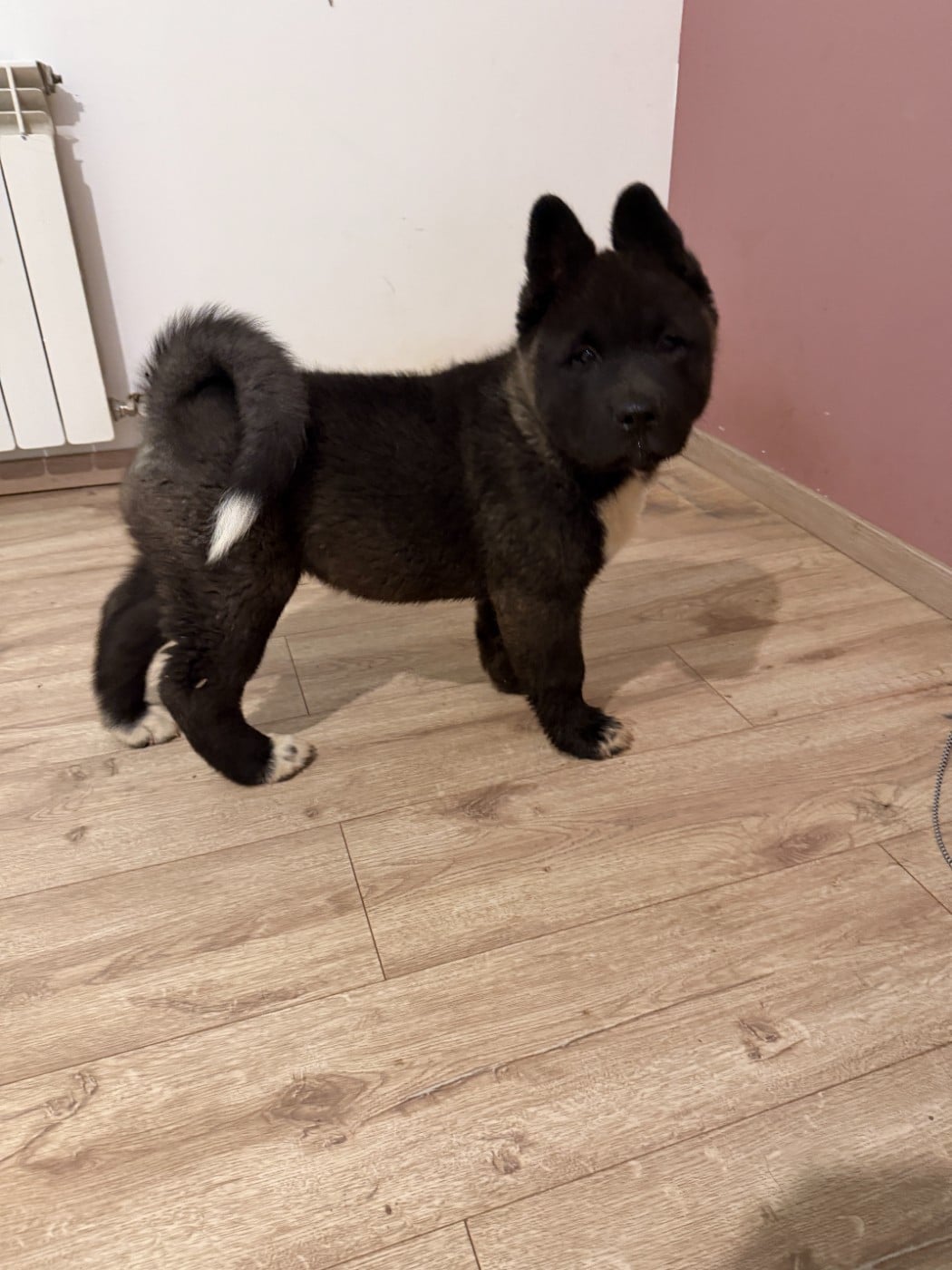 Akita americain - De La Légende Des Deux Loups