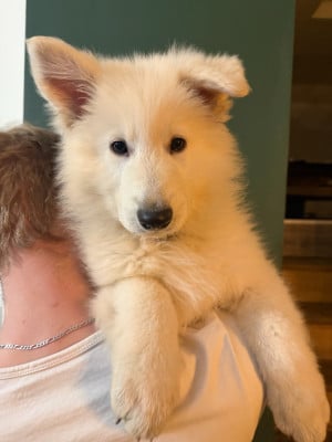 Les chiots de Berger Blanc Suisse