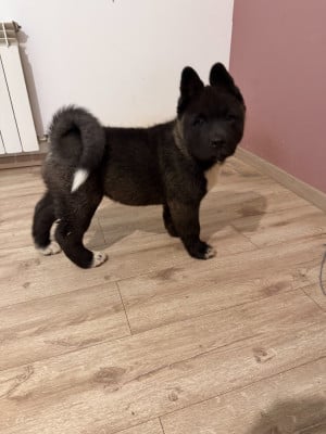 Les chiots de Akita americain