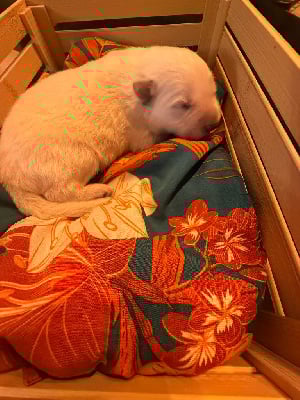 Les chiots de Berger Blanc Suisse