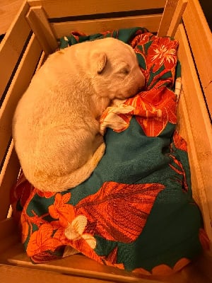 Les chiots de Berger Blanc Suisse