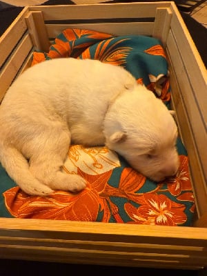 Les chiots de Berger Blanc Suisse