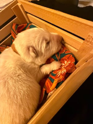 Les chiots de Berger Blanc Suisse