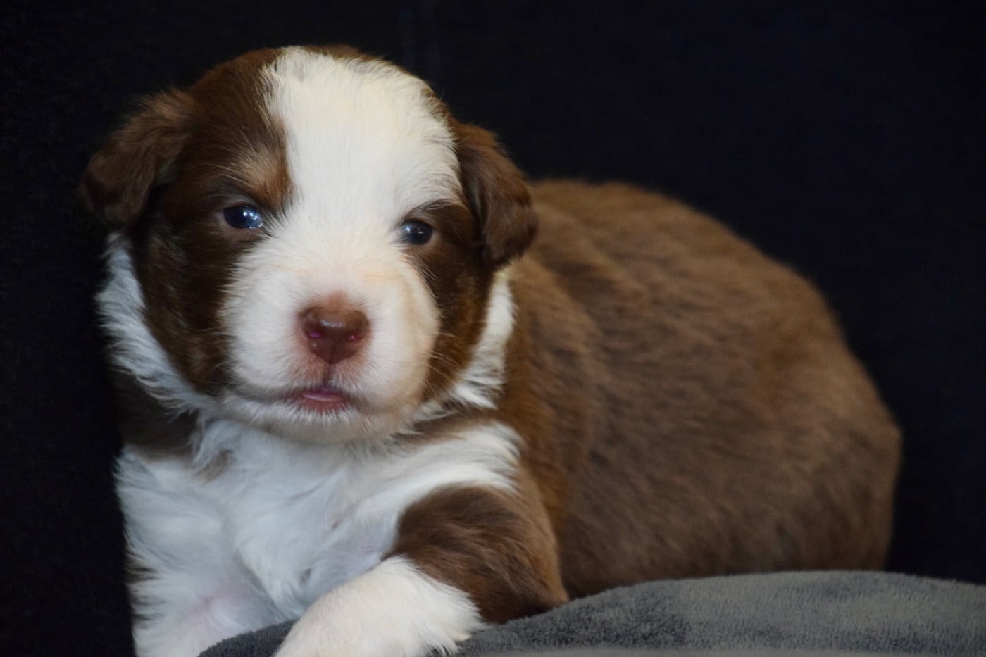 Believe in your dreams "Maya" - Berger Australien