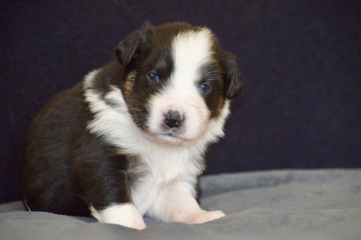 Believe in your dreams "Pandie" - Berger Australien