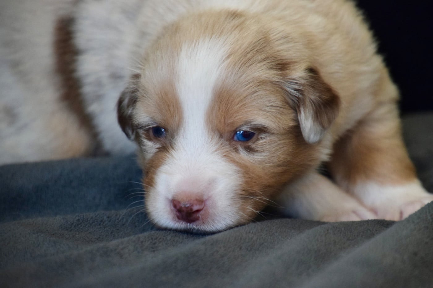 Believe in your dreams "Baloo" - Berger Australien