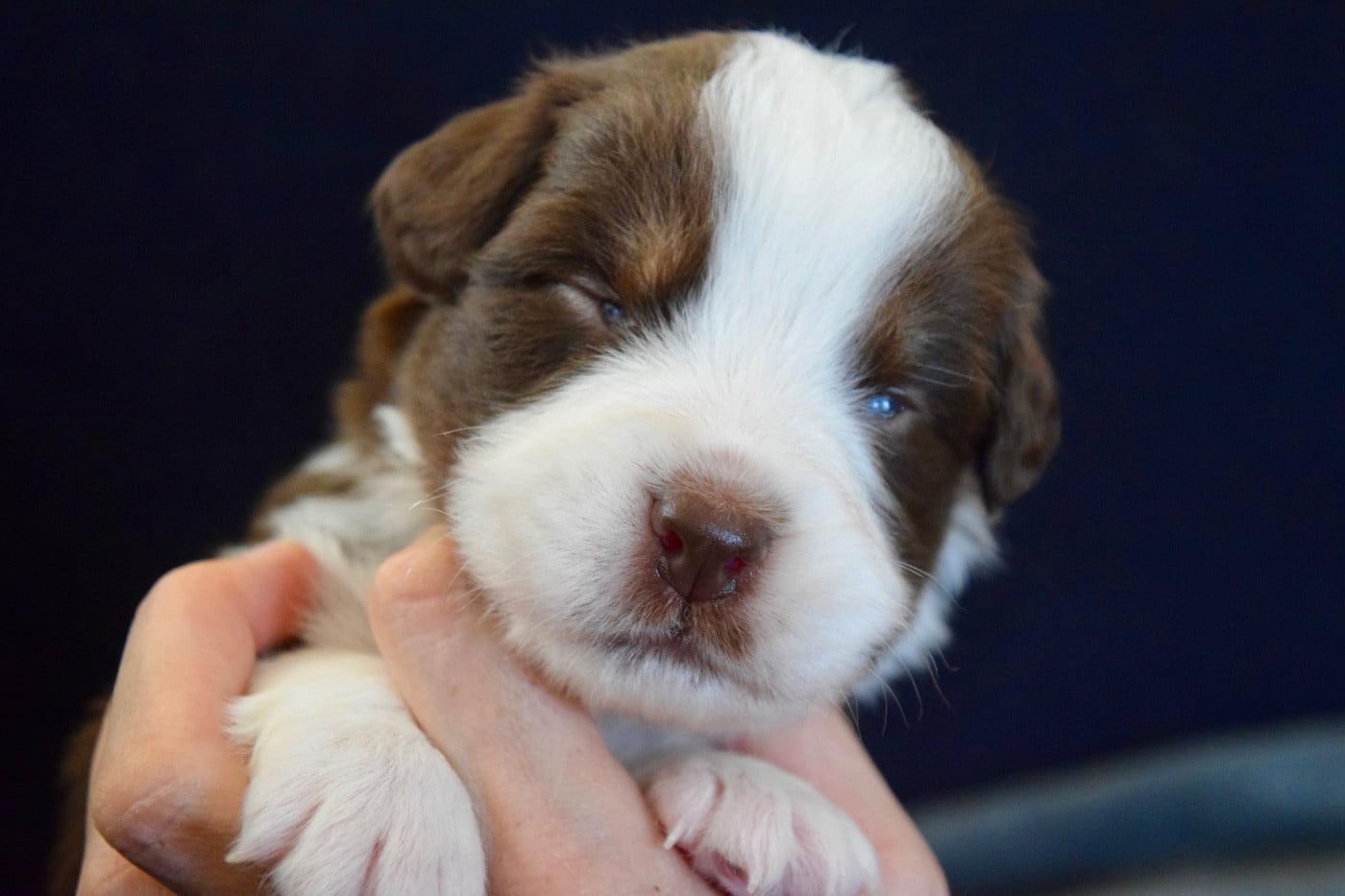 Believe in your dreams "Oscar" - Berger Australien