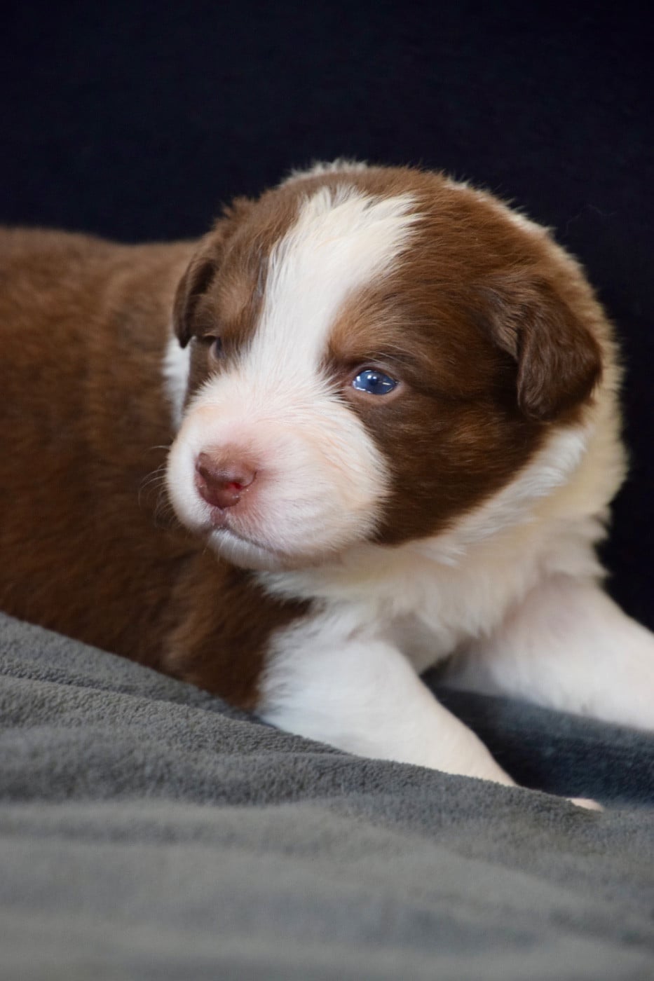 Believe in your dreams "Marley" - Berger Australien