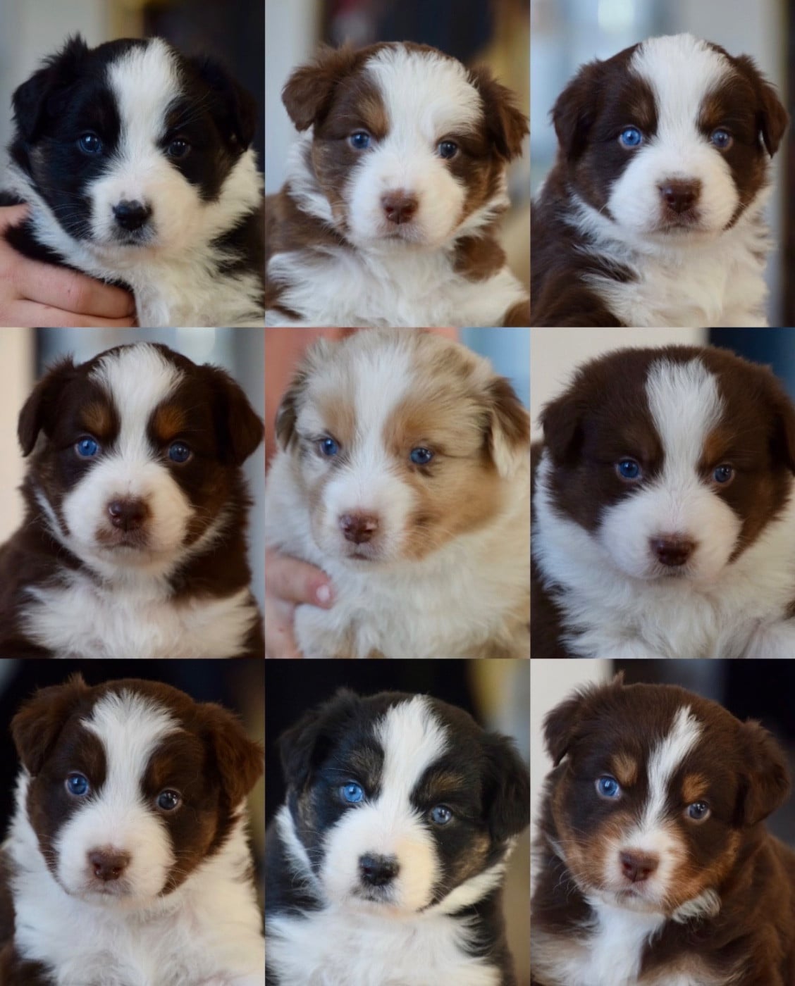 Berger Australien - Of Australianheart