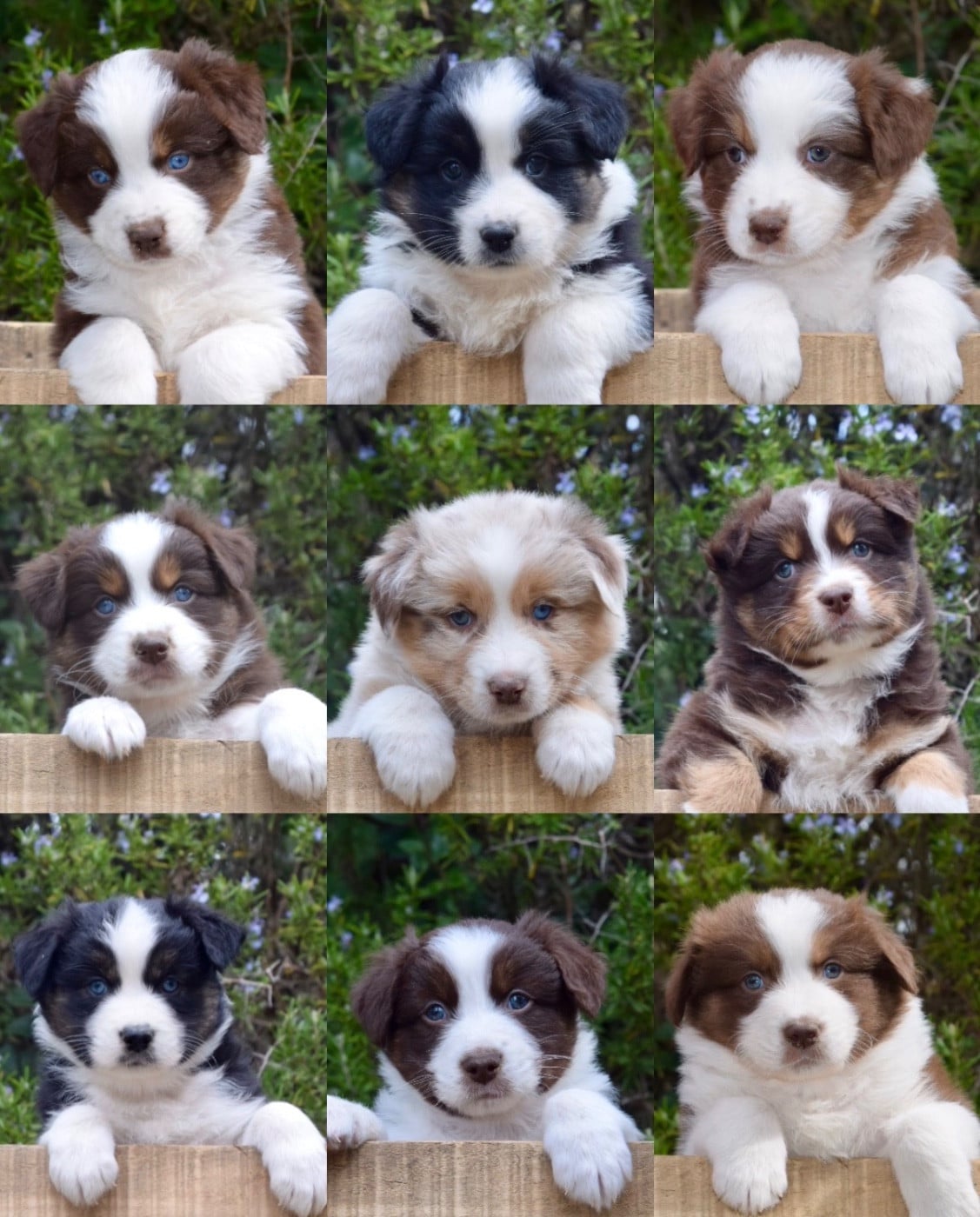 Berger Australien - Of Australianheart