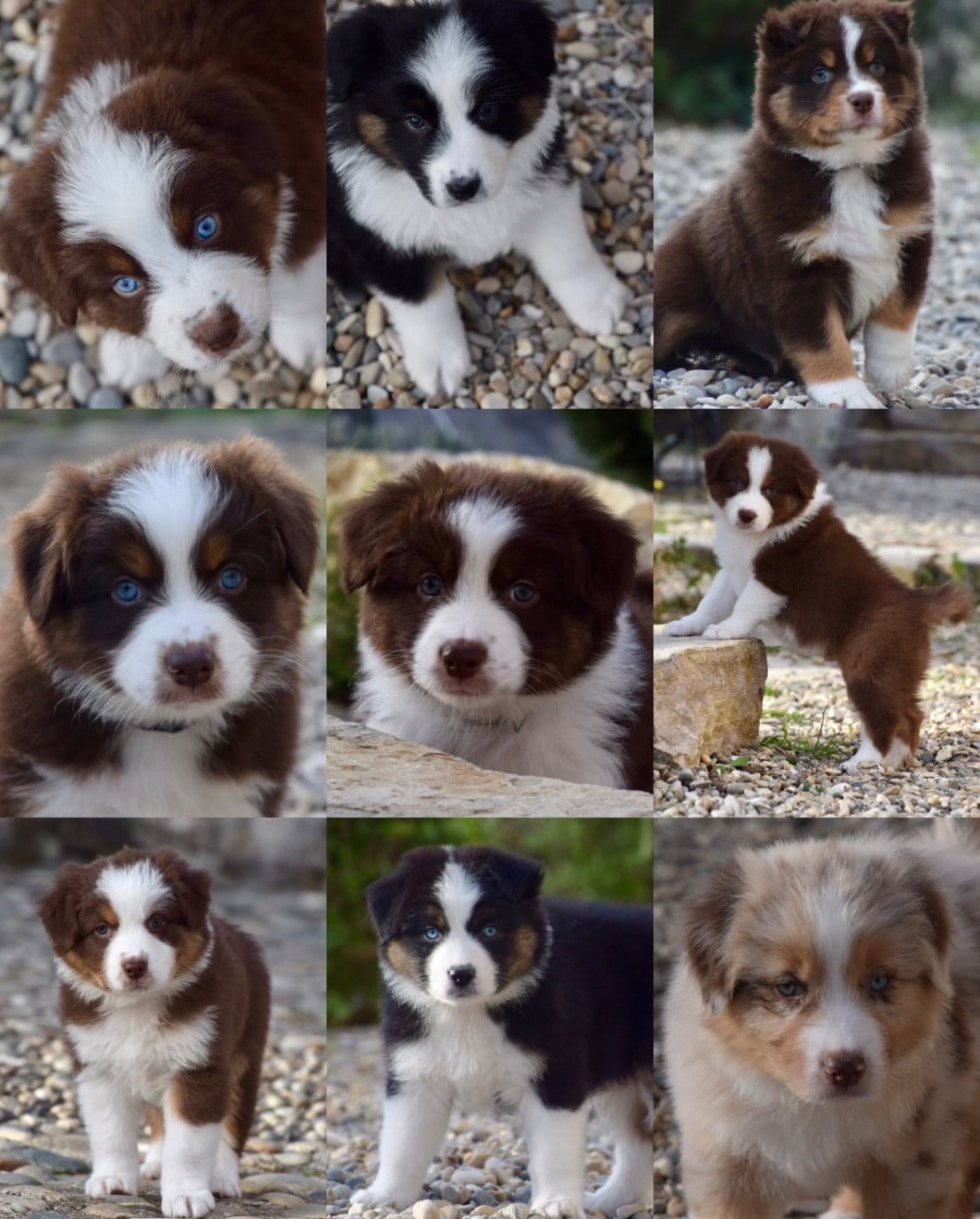 Berger Australien - Of Australianheart