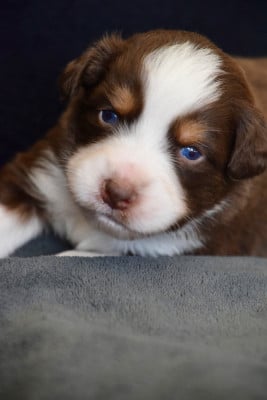 Les chiots de Berger Australien