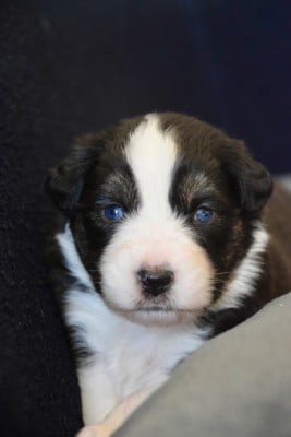 Les chiots de Berger Australien