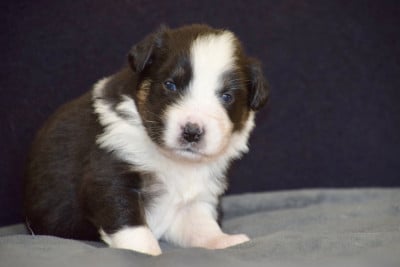 Les chiots de Berger Australien