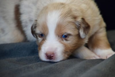 Les chiots de Berger Australien