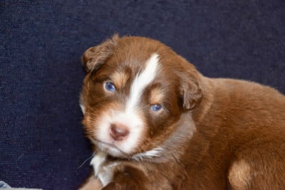 Les chiots de Berger Australien
