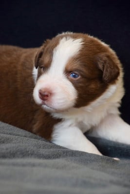 Les chiots de Berger Australien