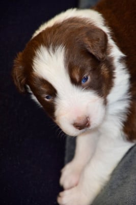 Les chiots de Berger Australien