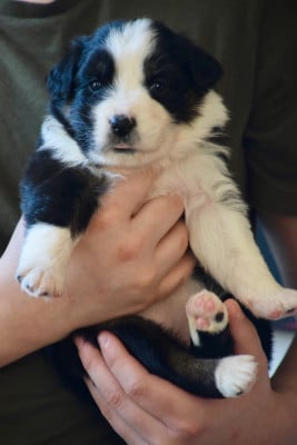 Les chiots de Berger Australien
