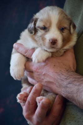 Les chiots de Berger Australien