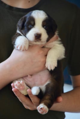 Les chiots de Berger Australien