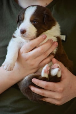 Les chiots de Berger Australien
