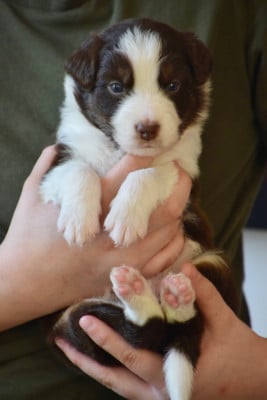 Les chiots de Berger Australien