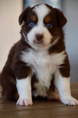 Les chiots de Berger Australien