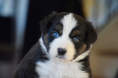 Les chiots de Berger Australien
